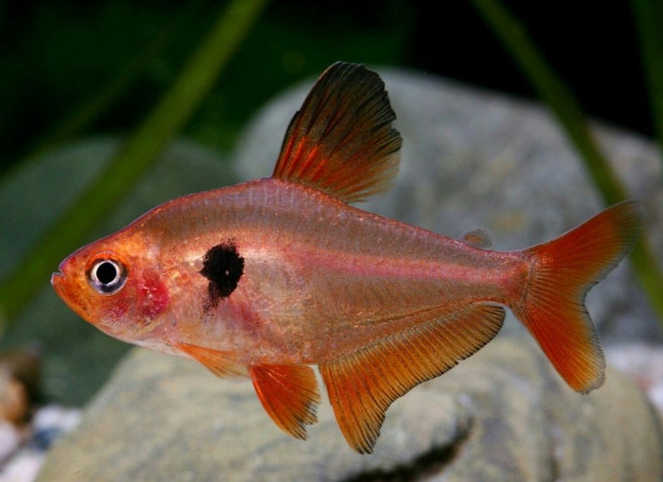 Рыбка серпас минор