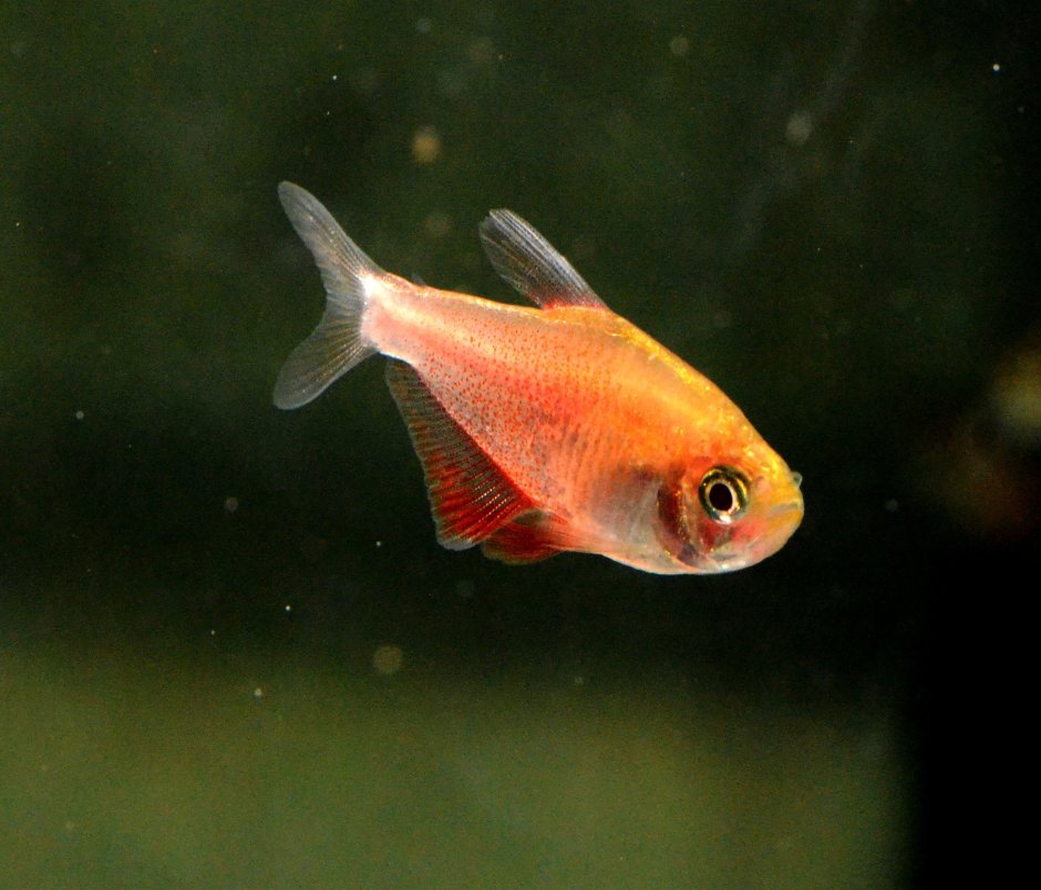 Hyphessobrycon flammeus