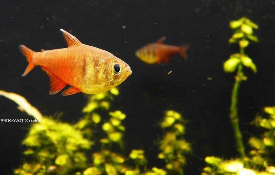 Тетра фон Рио аквариумная рыбка