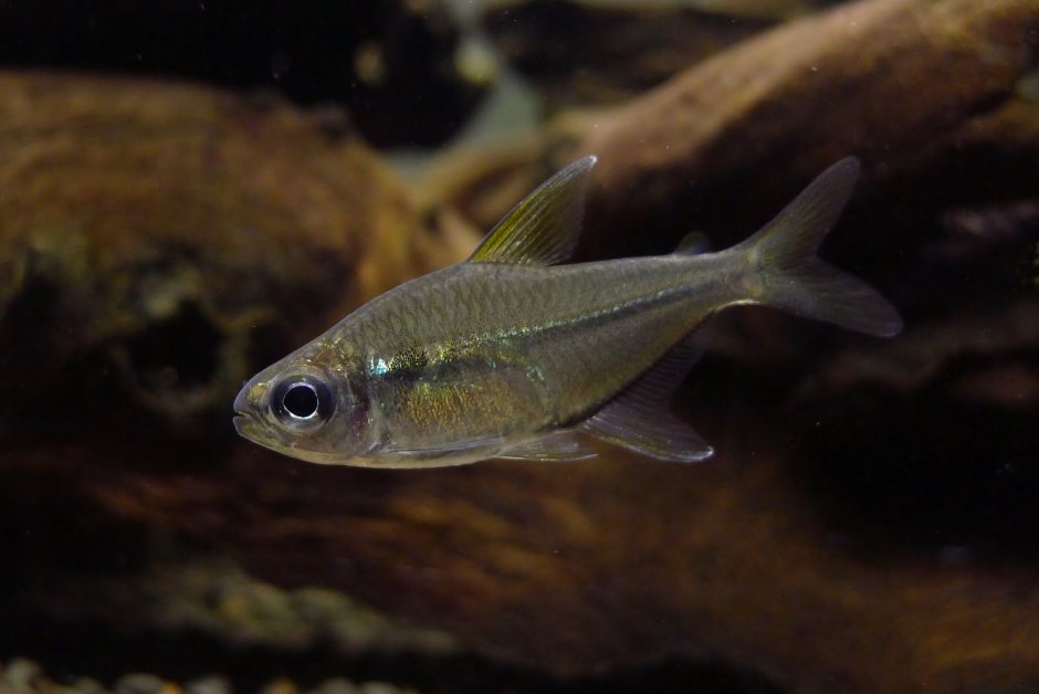 Тетра Ульрея