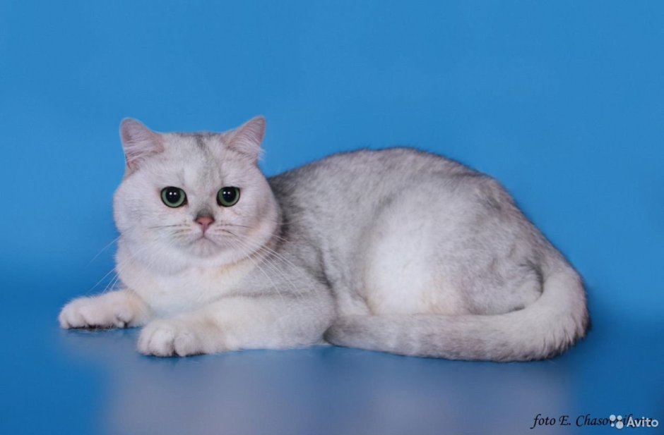 Шотландская кошка прямоухая серебристая шиншилла