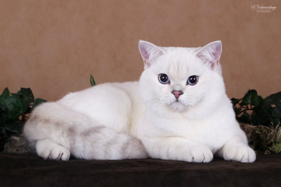 Шотландская прямоухая шиншилла серебристая