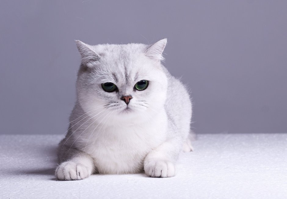 Скоттиш страйт серебристый