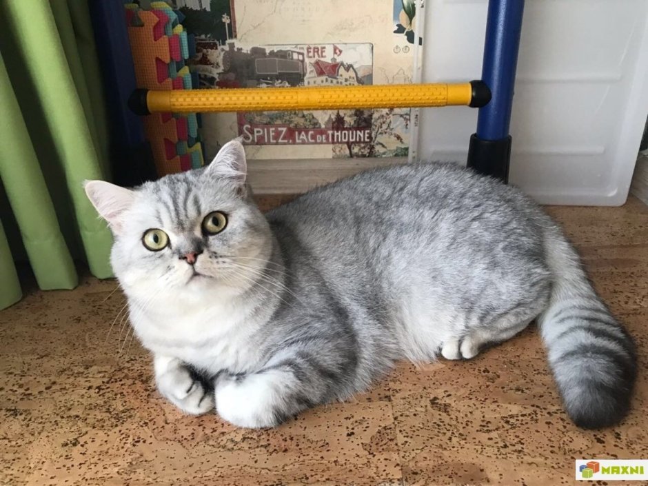 Шотландская прямоухая шиншилла