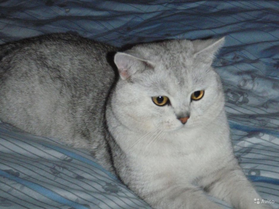 Скоттиш страйт шиншилла