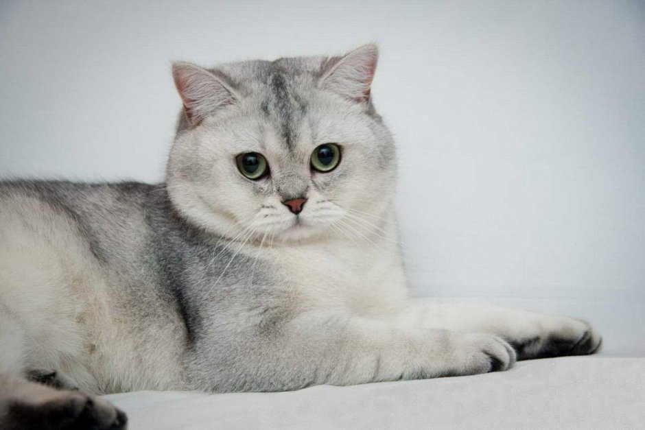 Шотландская серебристая шиншилла