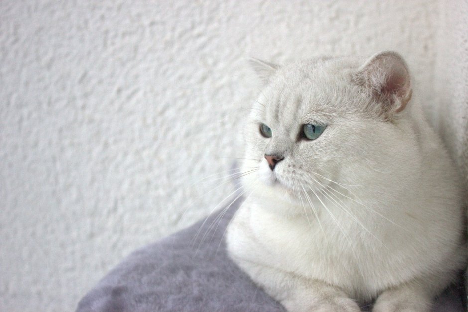 Британская шиншилла кот для вязки