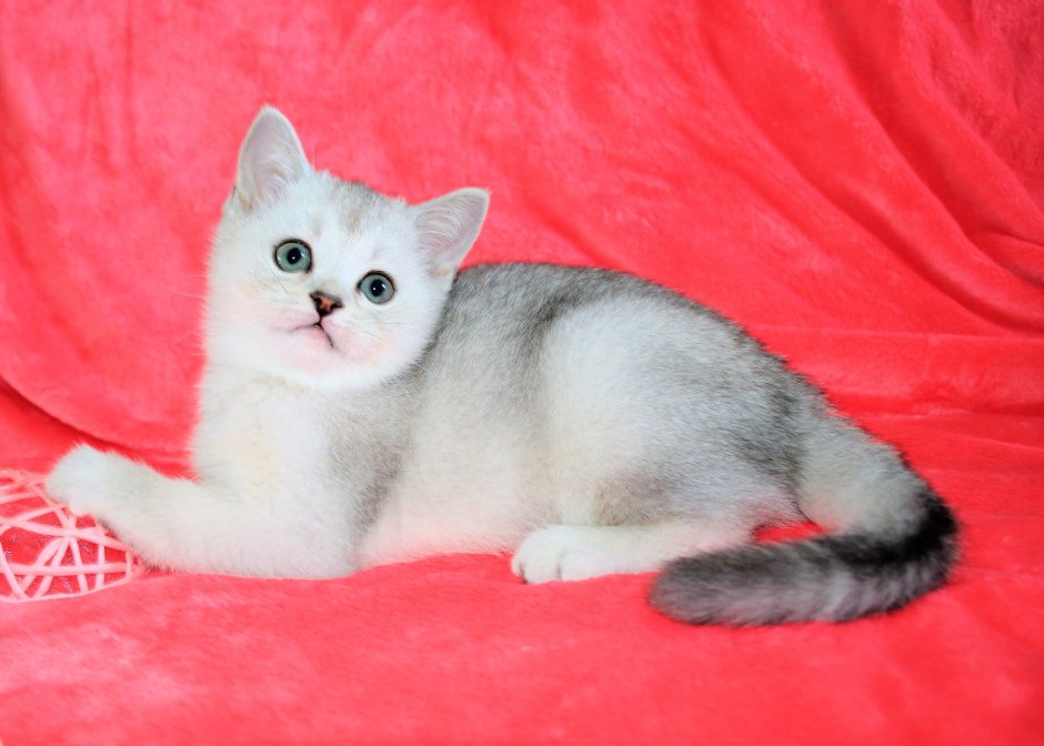 Скоттиш страйт тикированный