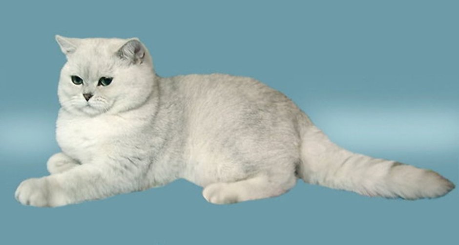 Скоттиш страйт серебристый затушеванный табби