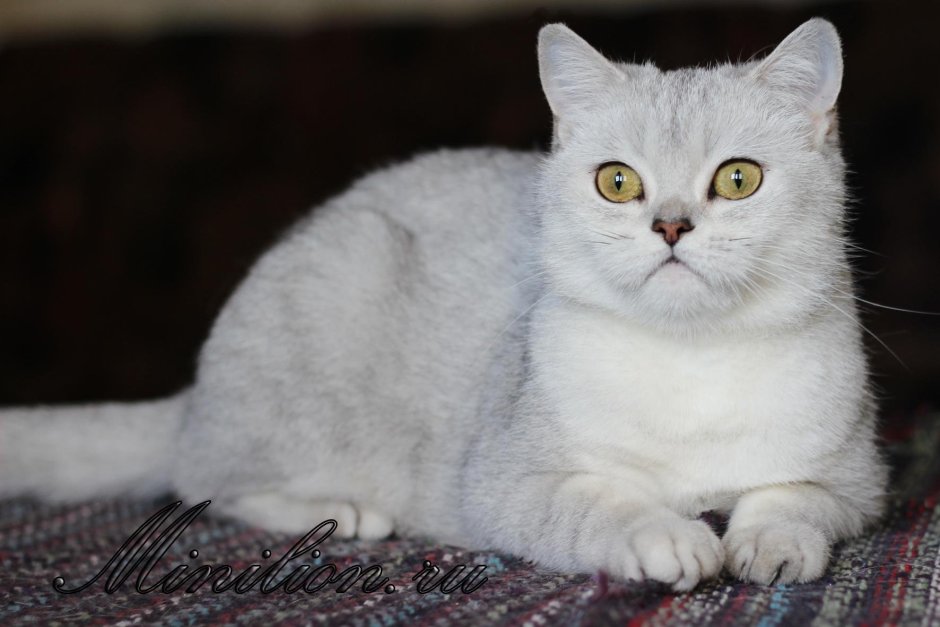Скоттиш страйт серебристая шиншилла