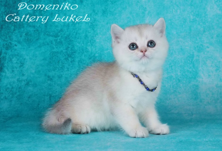 Скоттиш страйт серебряная шиншилла