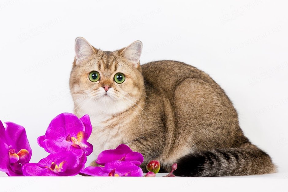 Скоттиш страйт золотой тикированный