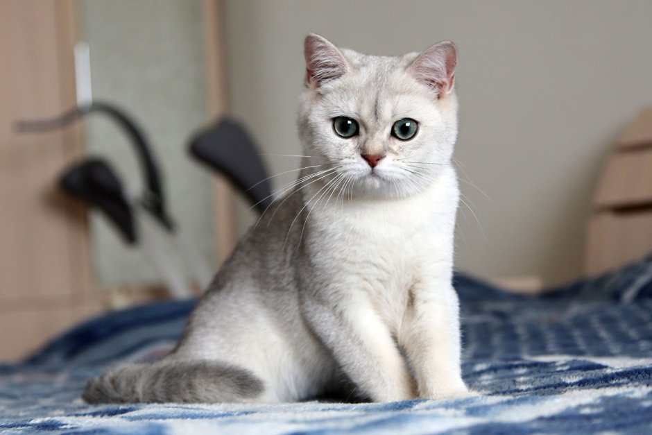 Шотландская прямоухая шиншилла серебристая