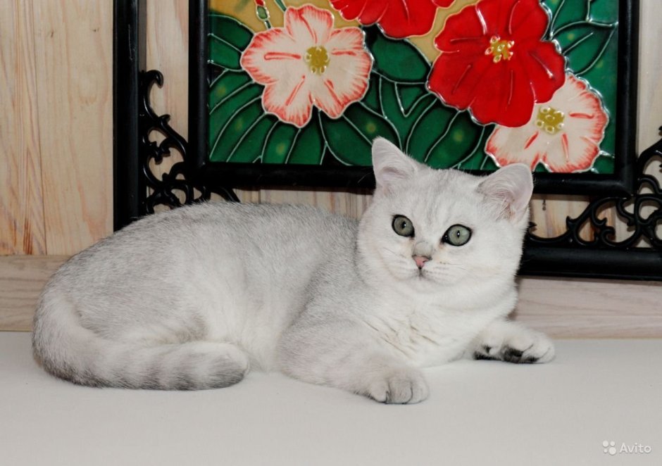 Ns11 Британская шиншилла окрас