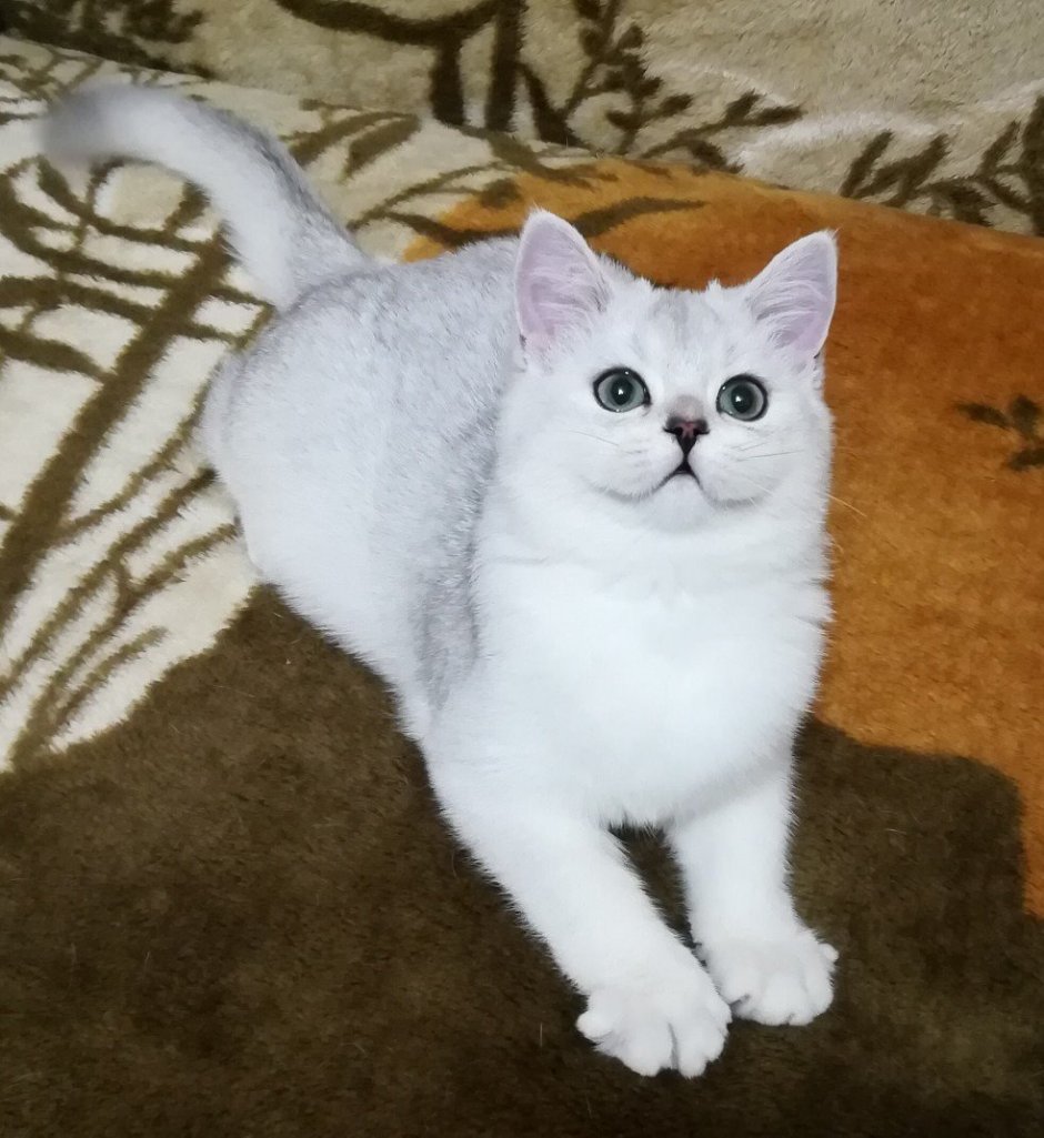 Британская прямоухая шиншилла серебристая