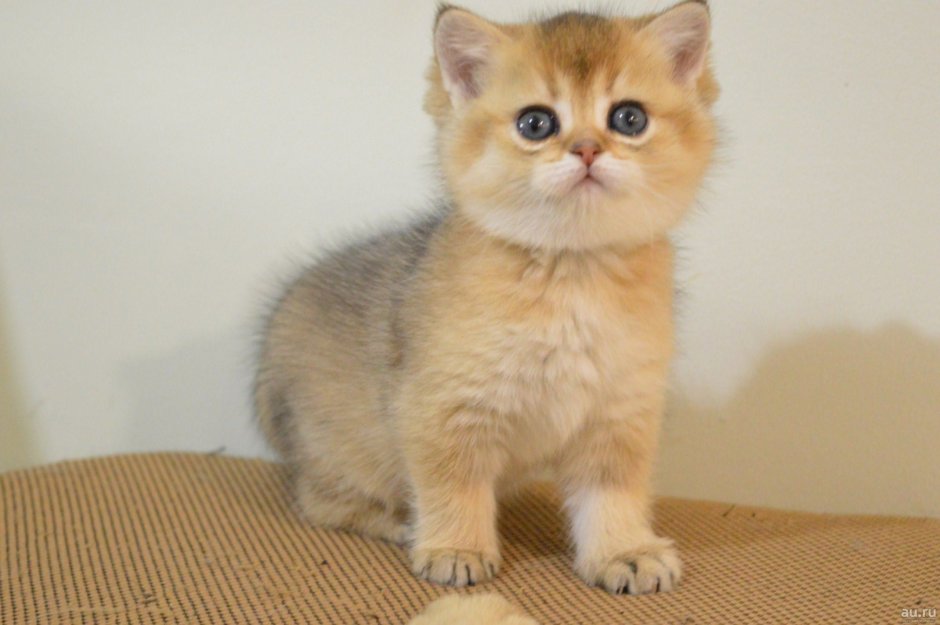 Шотландская прямоухая Золотая шиншилла