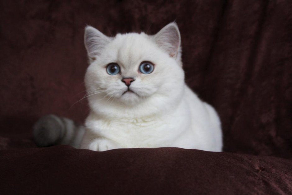 Шотландская прямоухая кошка колор Пойнт