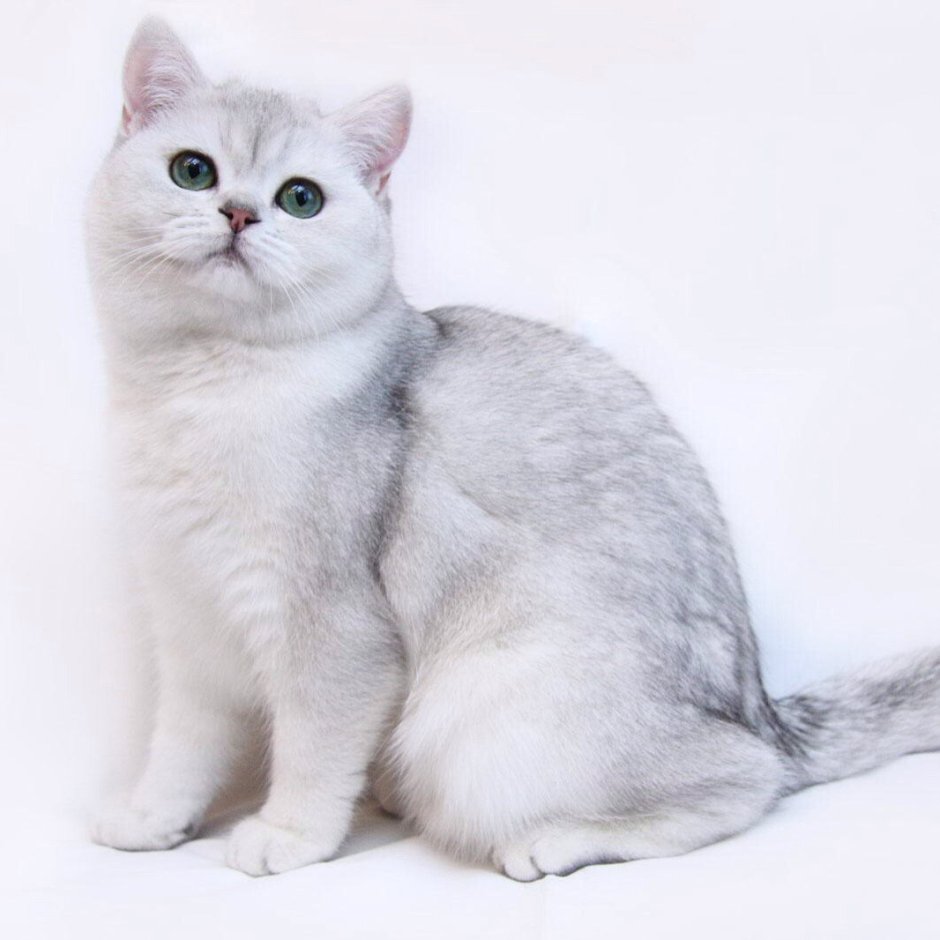 Серебристая шиншилла табби окрас