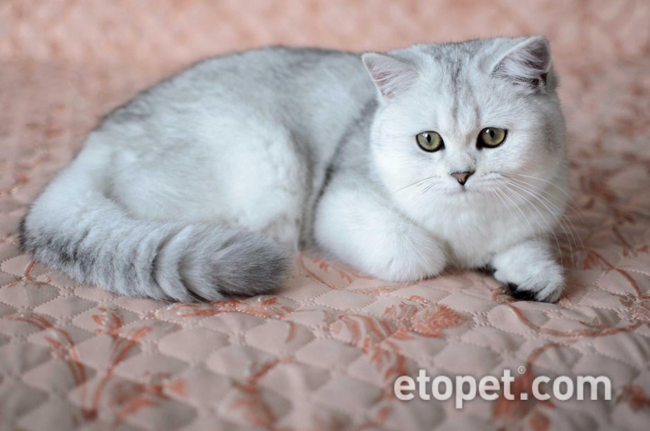 Шотландская прямоухая шиншилла