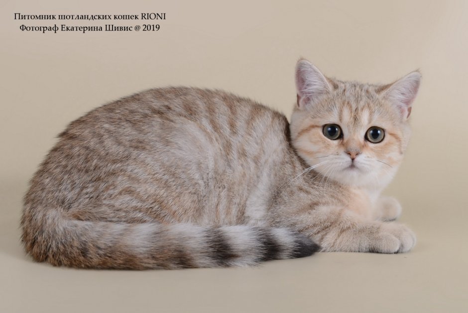 Скоттиш страйт 2133