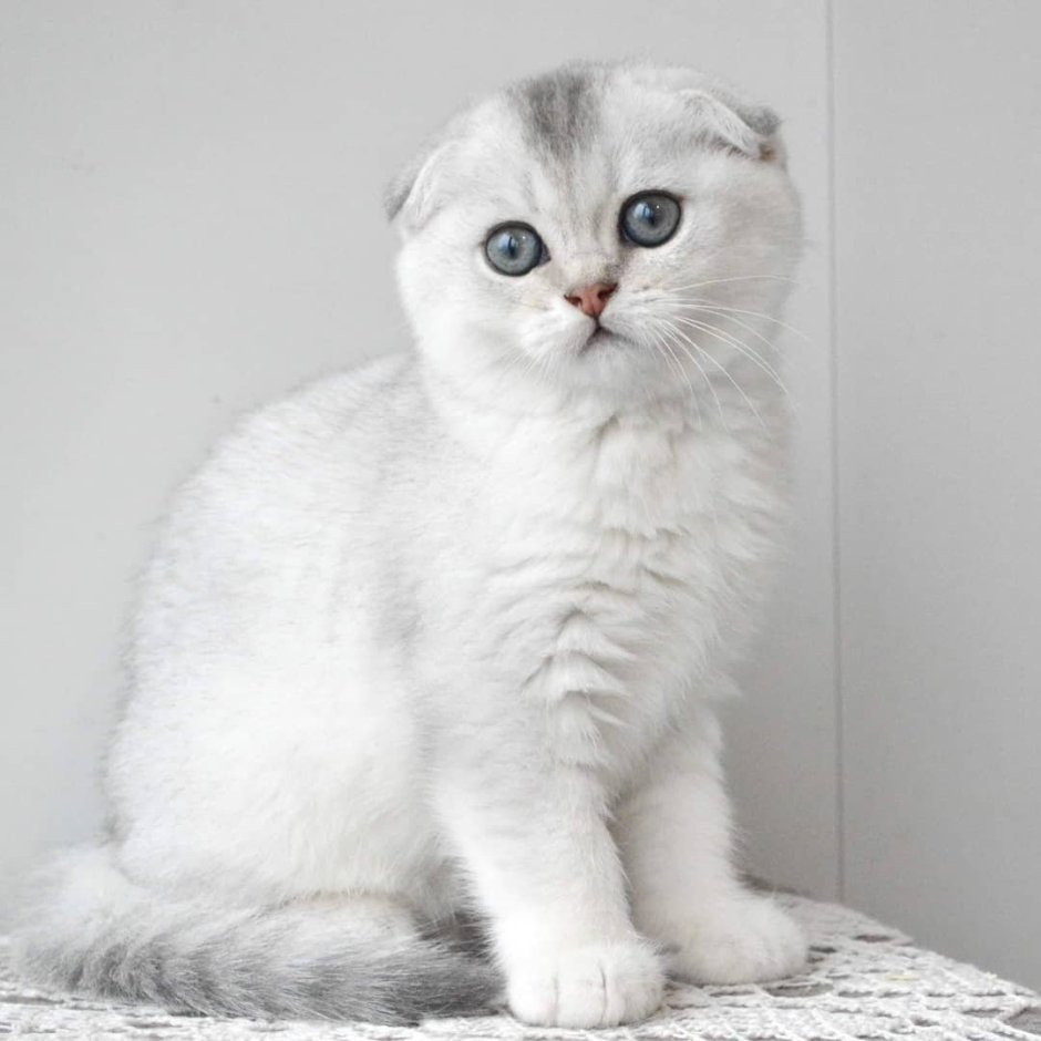 Скоттиш-фолд Шотландская прямоухая