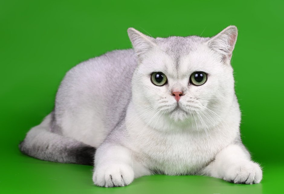 Шотландская шиншилла