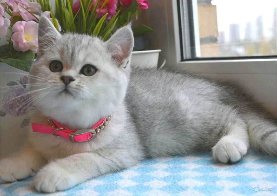 Скоттиш страйт серебристая шиншилла