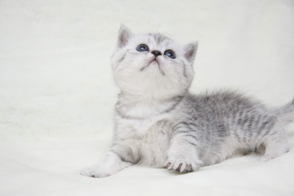 Британская шиншилла серебристая затушеванная