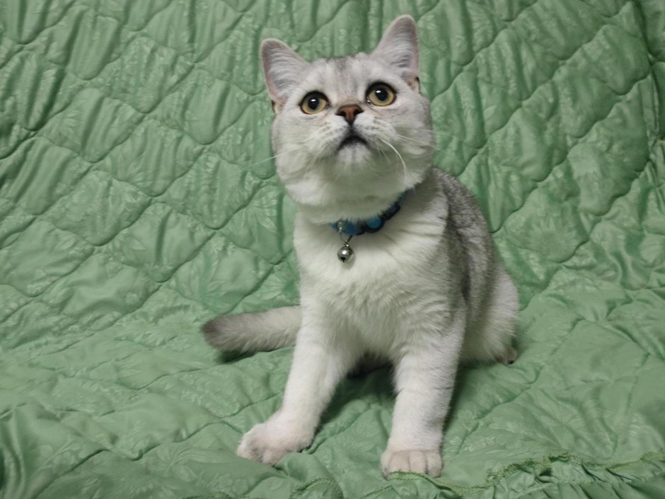 Скоттиш страйт шиншилла