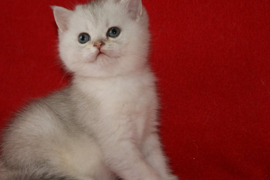 Шотландская прямоухая шиншилла серебристая