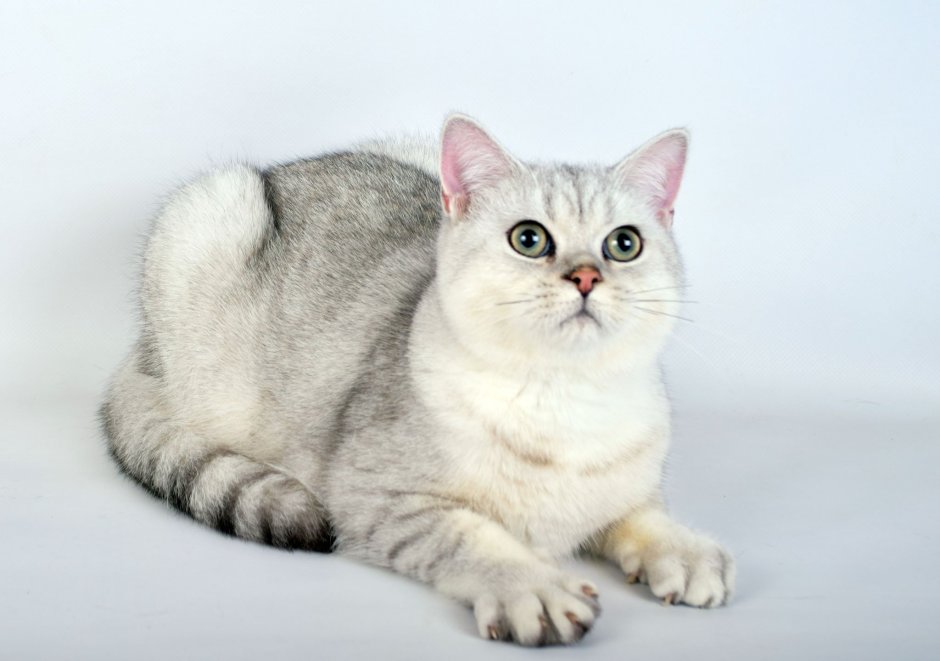 Скоттиш страйт серебристая шиншилла