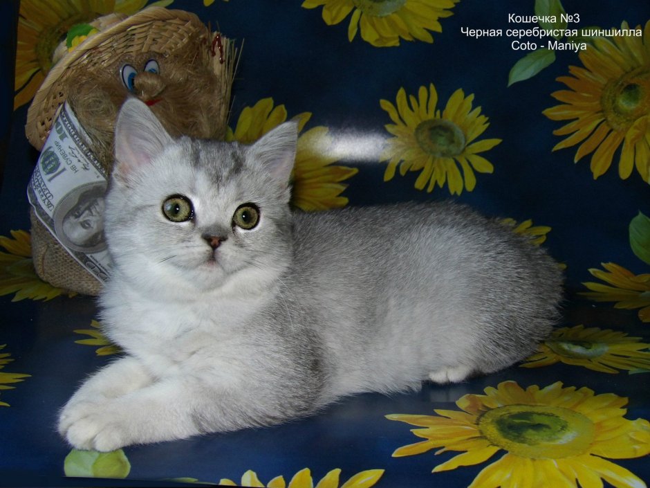 Серебристая шиншилла Шотландская ns25