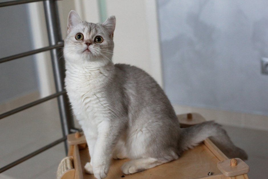 Шотландская прямоухая шиншилла