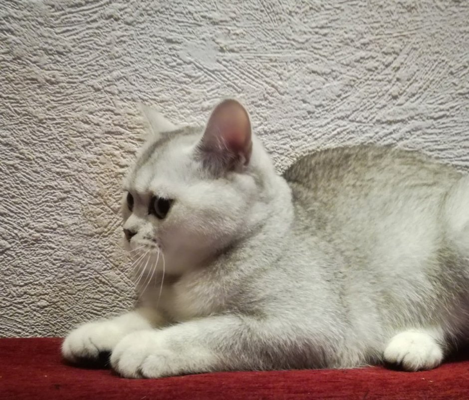 Шотландская страйт кошка шиншилла