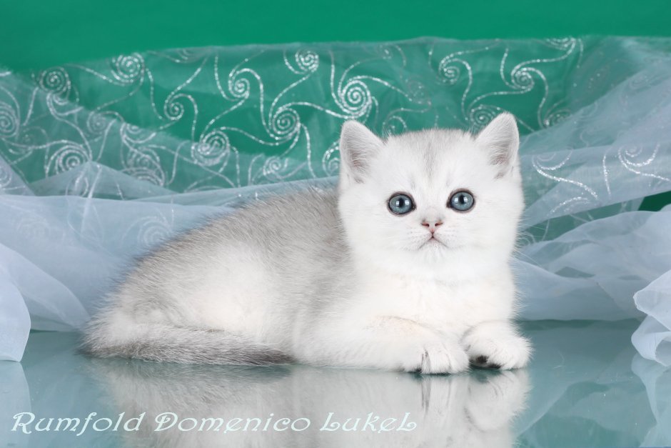 Шотландская кошка прямоухая шиншилла