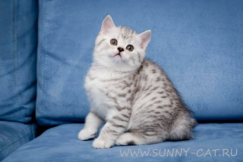 Шотландская прямоухая шиншилла