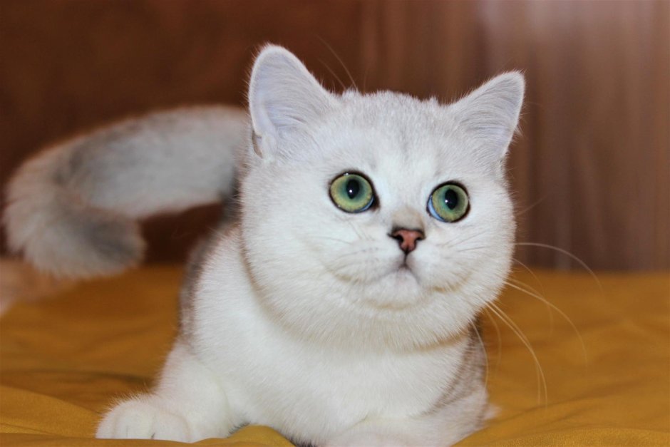 Шотландская прямоухая кошка белая