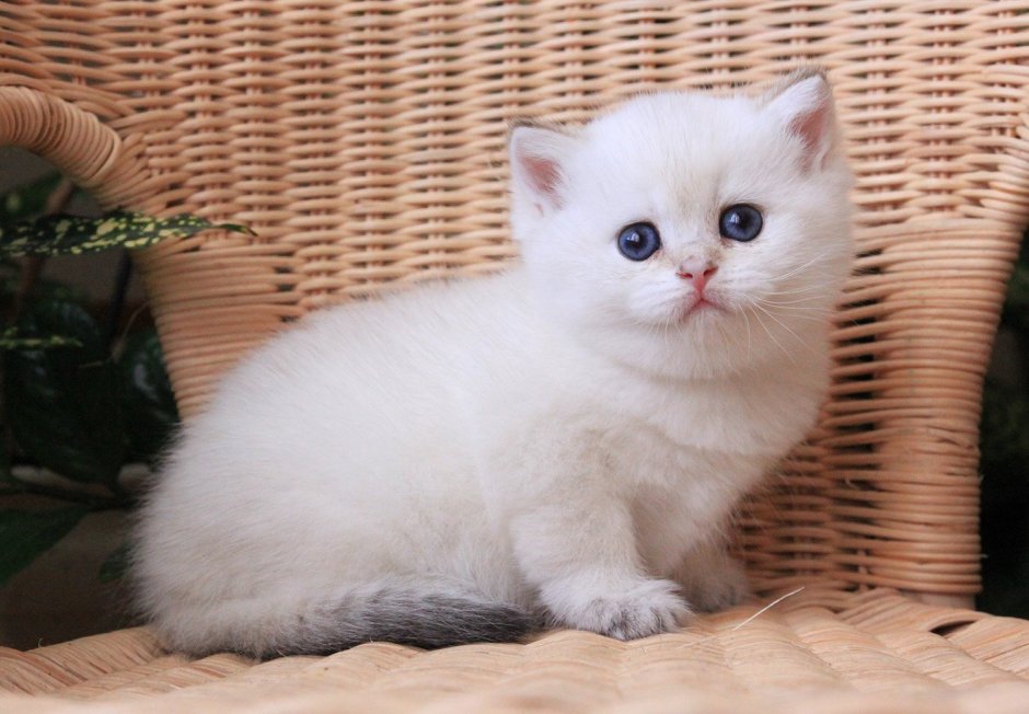 Шотландская прямоухая шиншилла