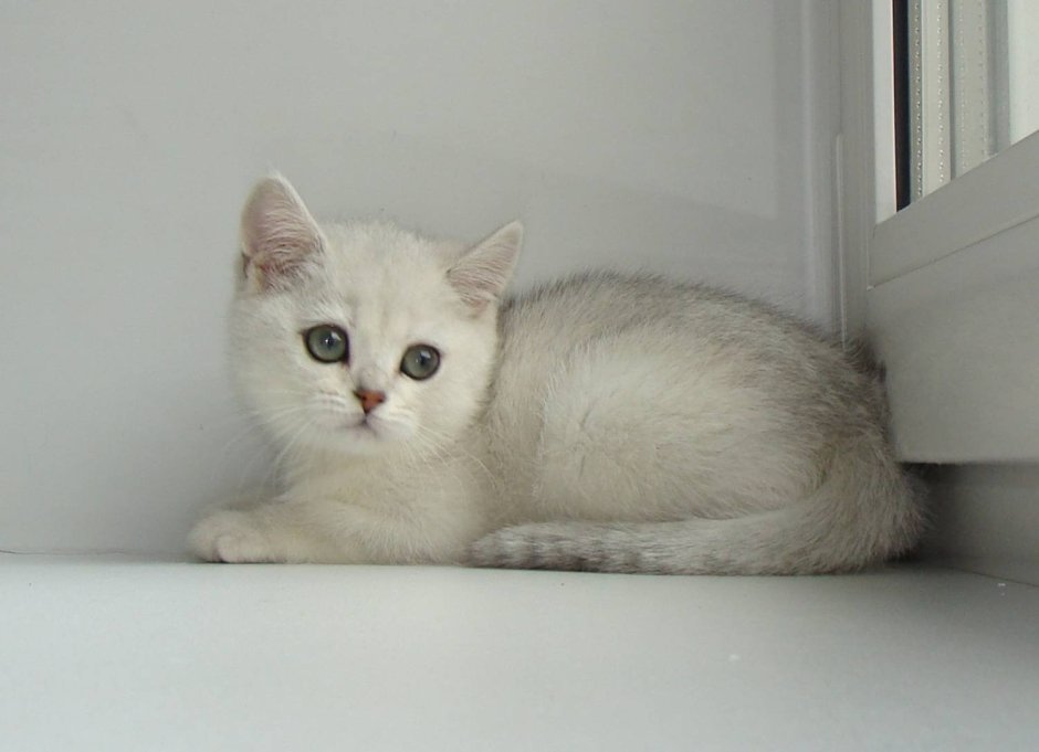 Британская шиншилла серебристая затушеванная