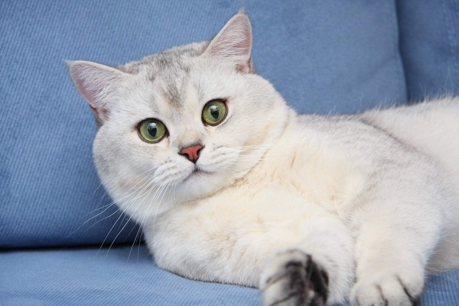 Шотландская прямоухая короткошерстная серебряная шиншилла