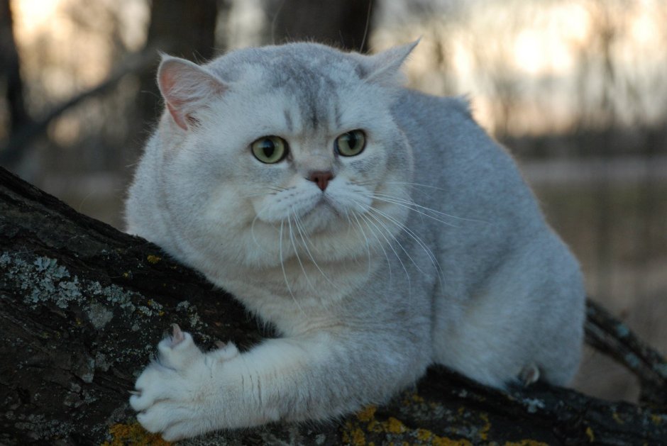 Британская Сибирская шиншилла