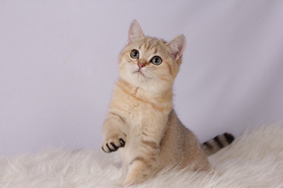 Скоттиш страйт Золотая шиншилла