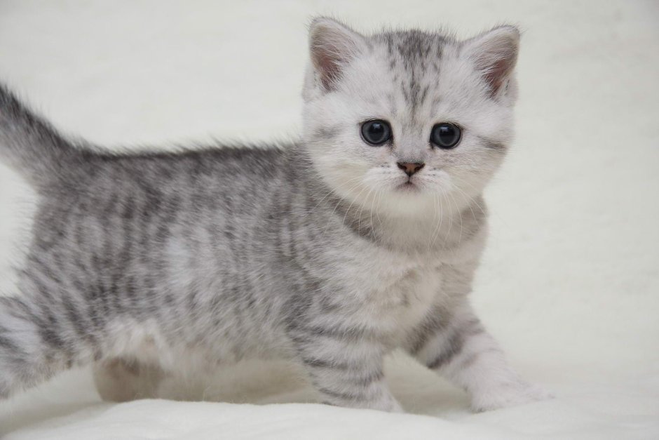 Шотландские котята породы вискас