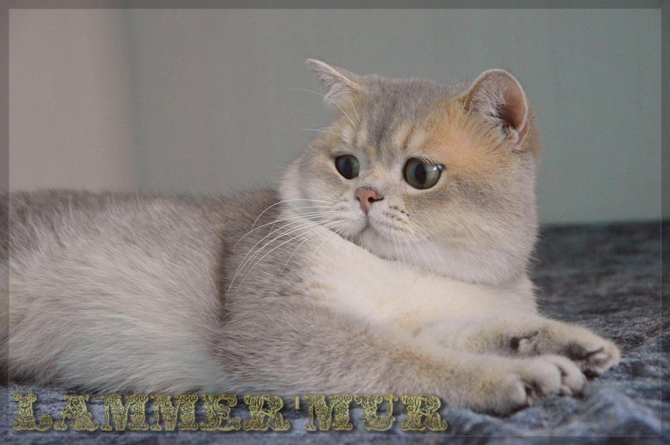 Шотландская прямоухая шиншилла голубая