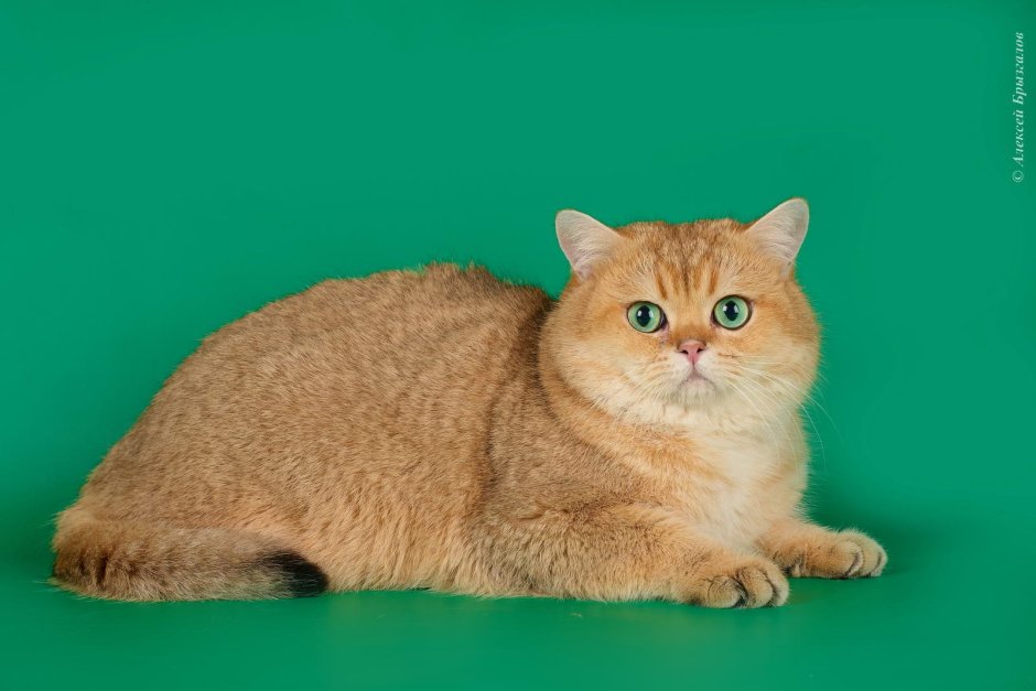 Шотландская прямоухая Золотая шиншилла