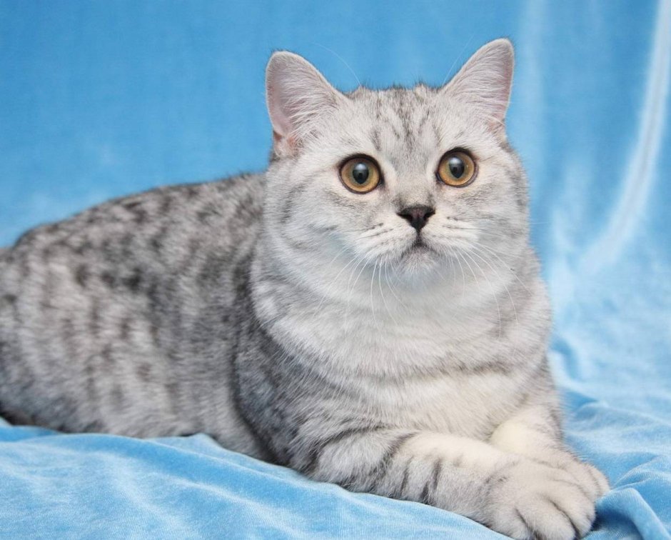 Шотландская кошка шиншилла табби