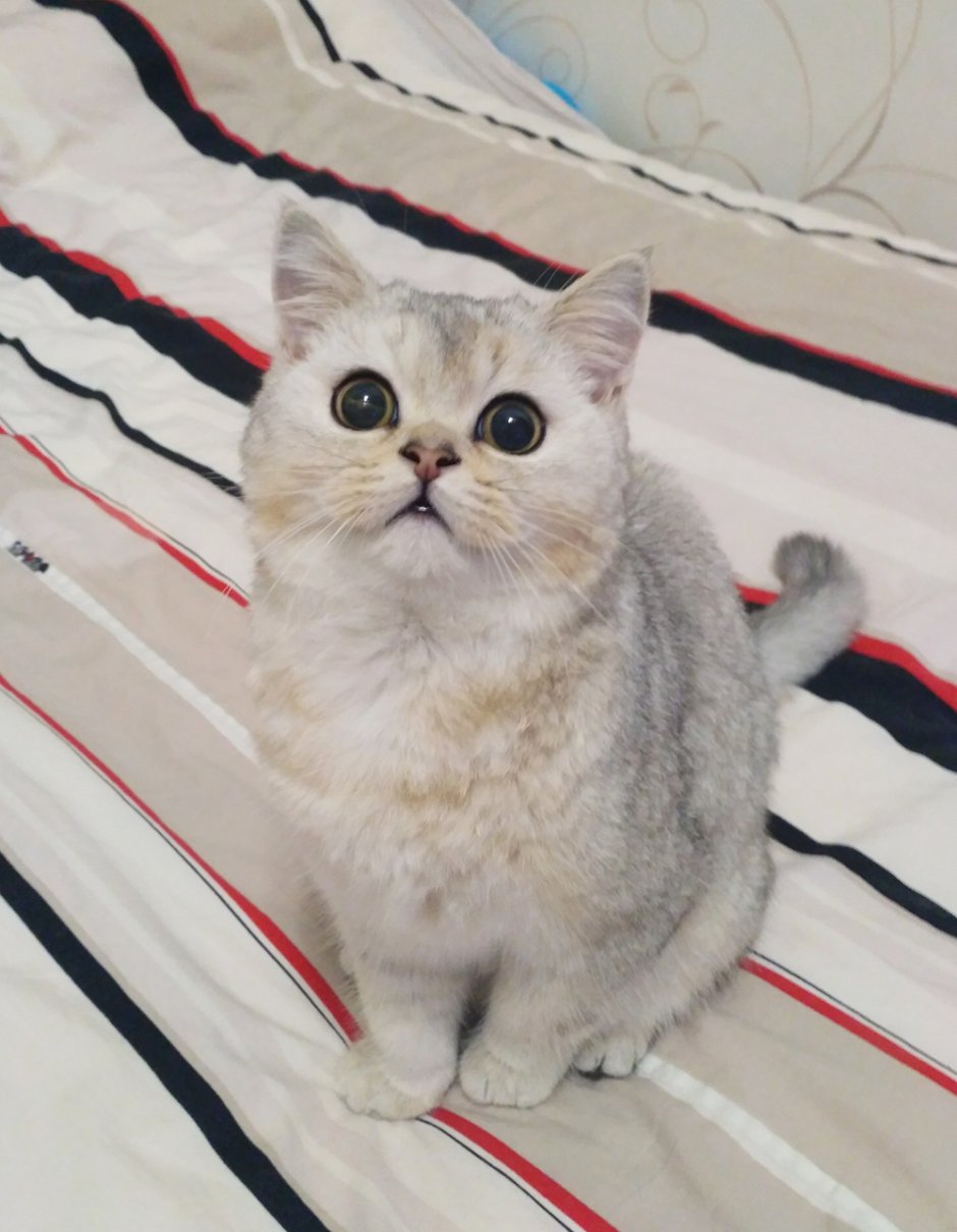 Скоттиш страйт приплюснутый