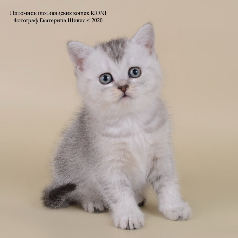 Кошка Манчкин Шотландская прямоухая