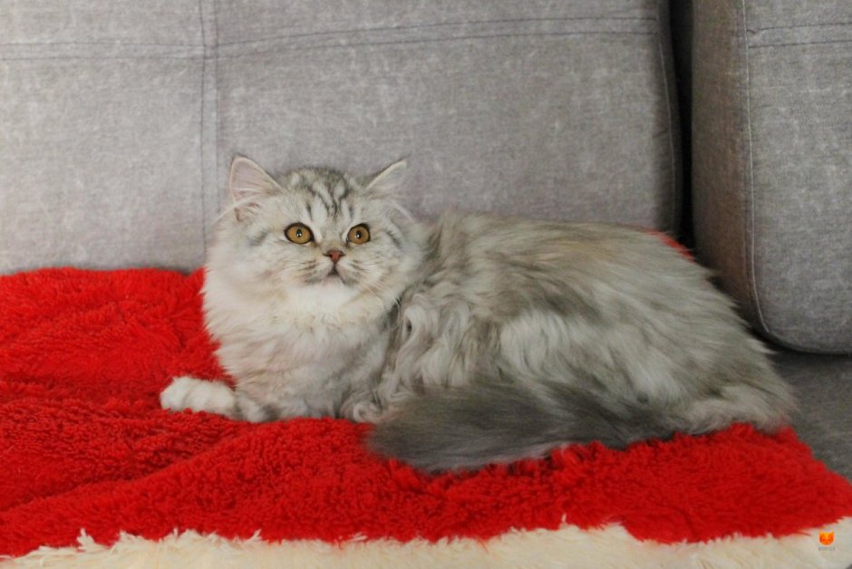 Хайленд-страйт длинношерстная прямоухая шиншилла