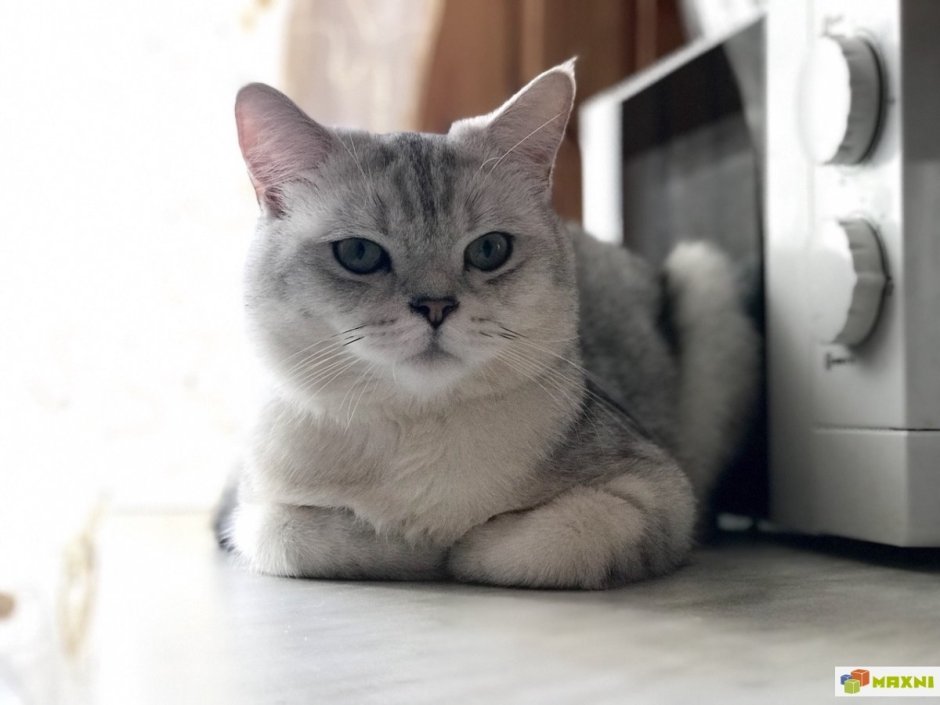 Британская шиншилла серая